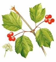 ������ ���������